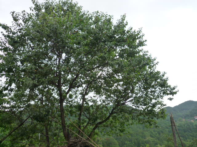 p1070844.jpg