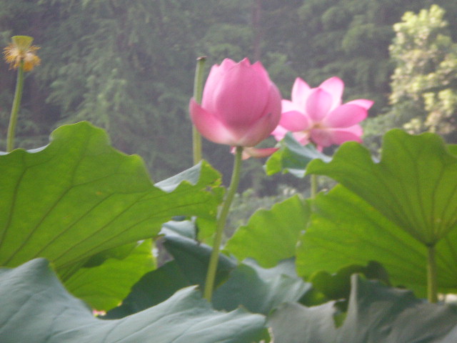 p7220002.jpg