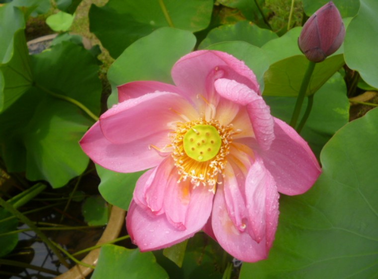 conew_p1050533.jpg