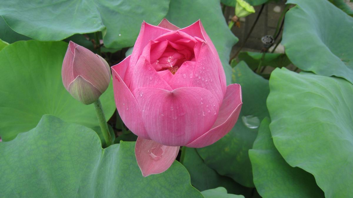 С Ƭ 084.jpg