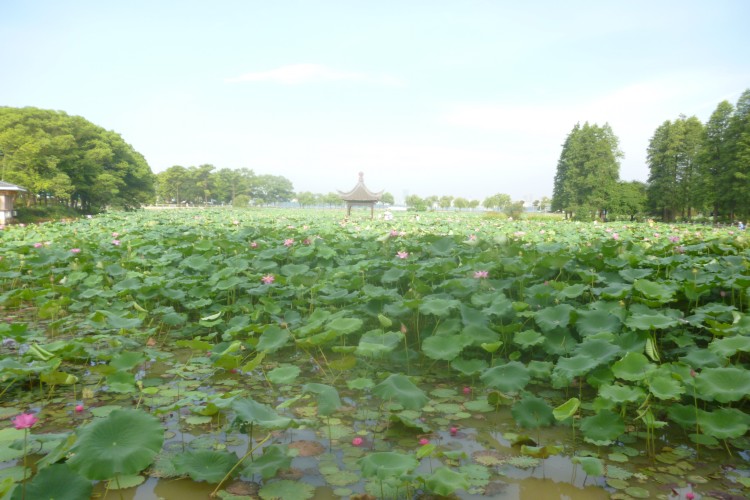 conew_p1050074.jpg
