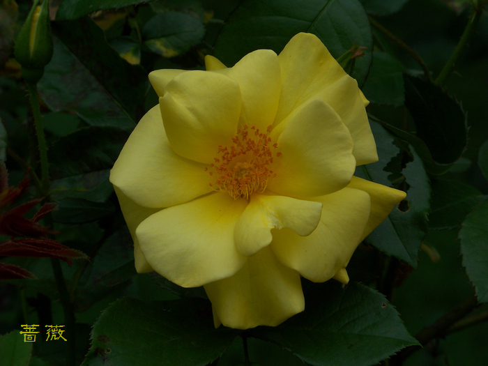 20120429l人ֲ԰Ǿޱ (20).jpg