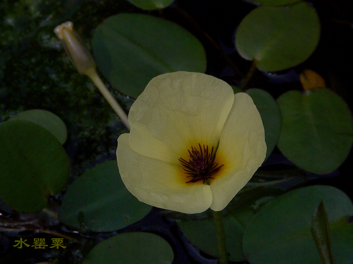 20120527c人ֲ԰˯ˮ (17).jpg