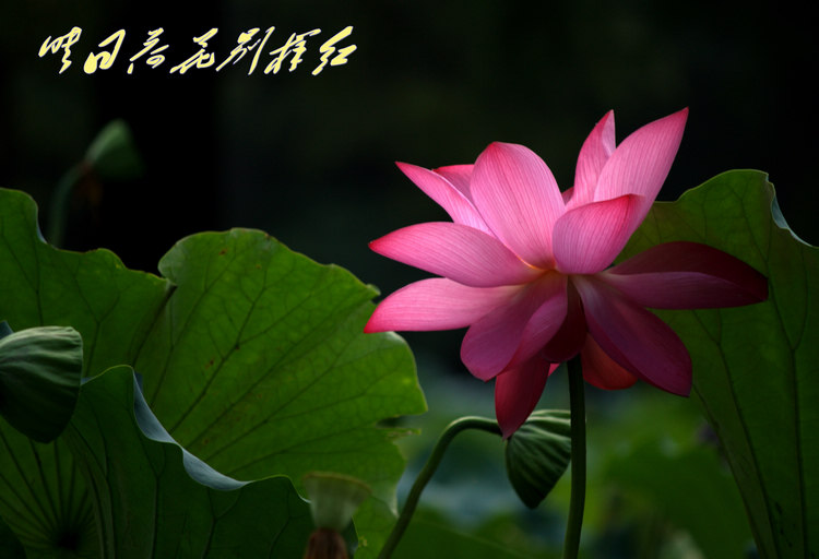 _mg_1922_conew1.jpg