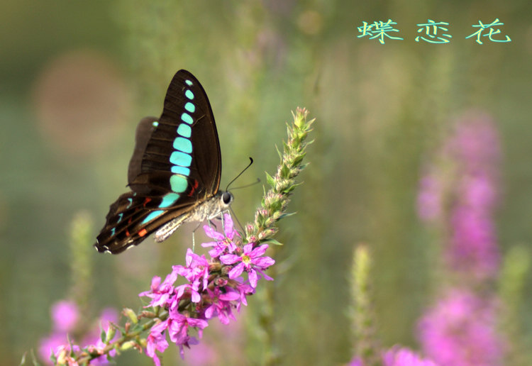 _mg_1992_conew1.jpg