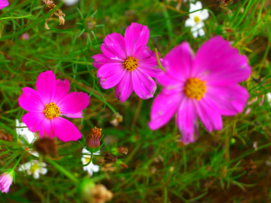p1010223-1.jpg