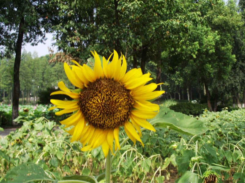 dscf5138.jpg