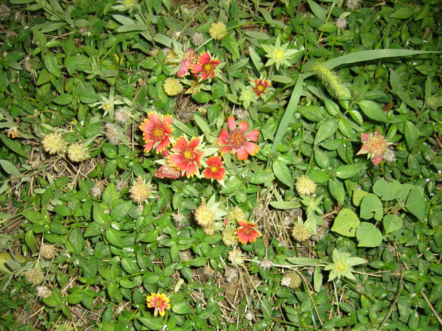 p1030246.jpg
