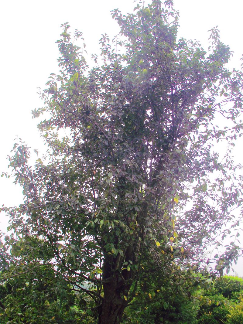 dscf5194kk.jpg