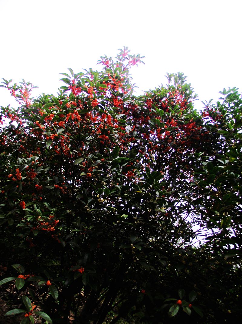 dscf5134kk.jpg