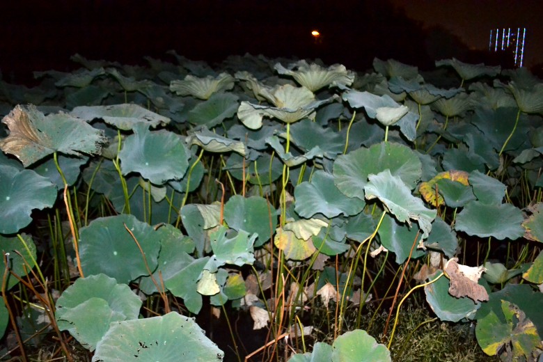 10 013_conew1.jpg