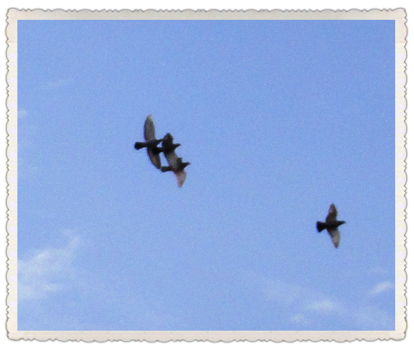 dsc02998_.jpg