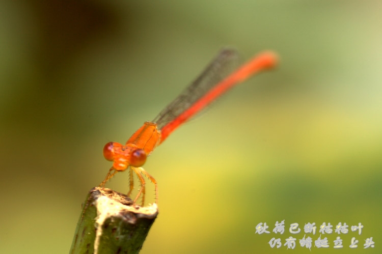 img_8331_conew2.jpg