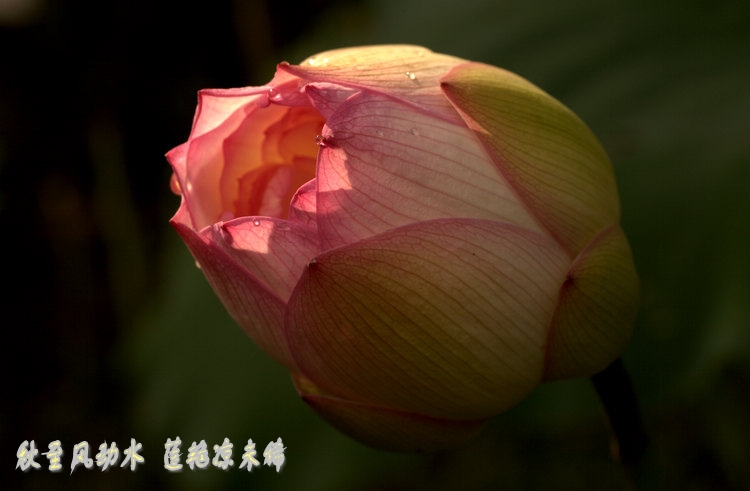 img_8335_conew2.jpg