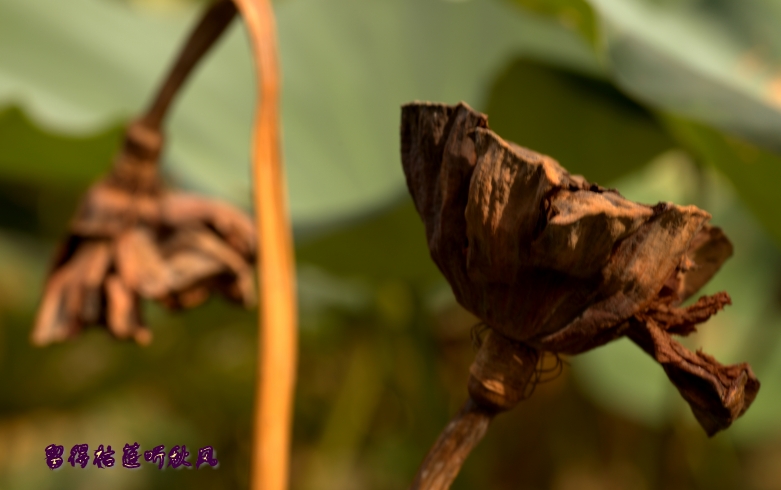 img_8337_conew2.jpg
