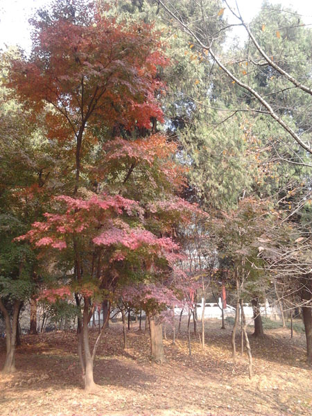 2012-11-20 11.36.06.jpg