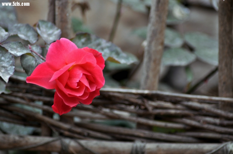 DSC_0542.jpg