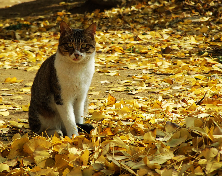 ��Ƭ 029.jpg