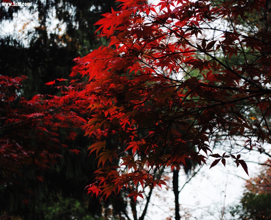 DSC_06161.jpg