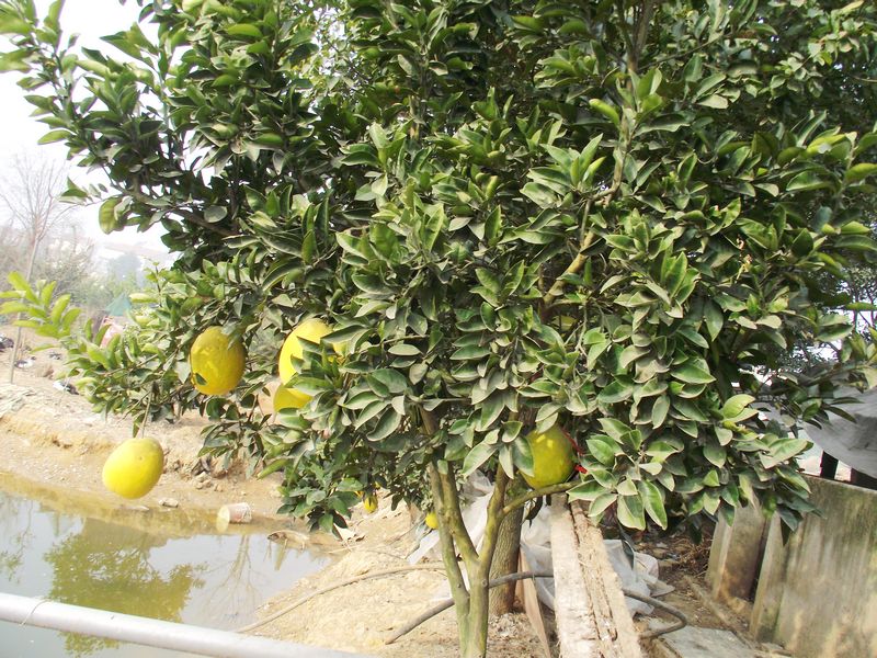 dscf8097.jpg