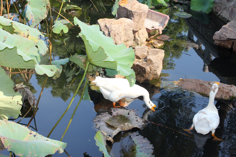 Ƭ 082.jpg