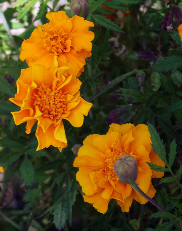 dscf5288.jpg