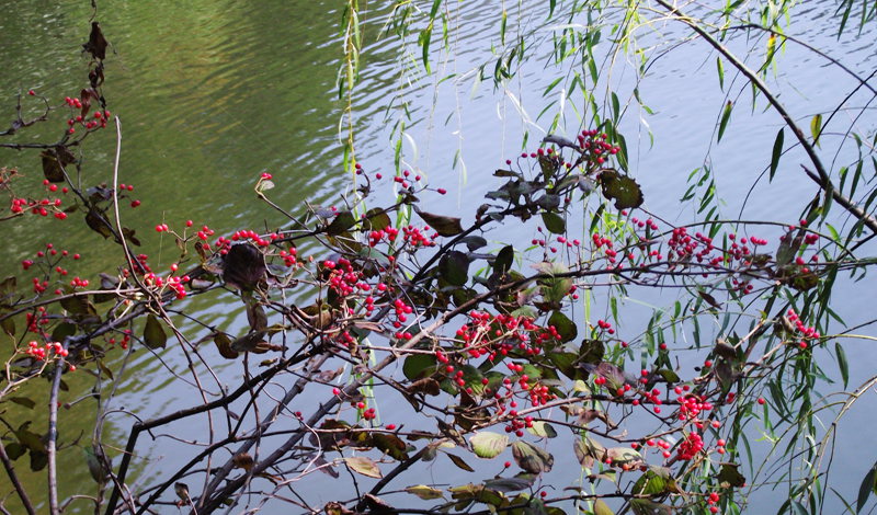 dscf5102.jpg