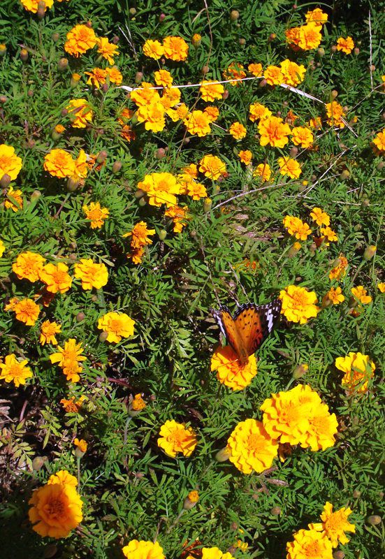 dscf5203.jpg