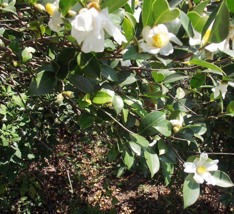 dscf5169.jpg
