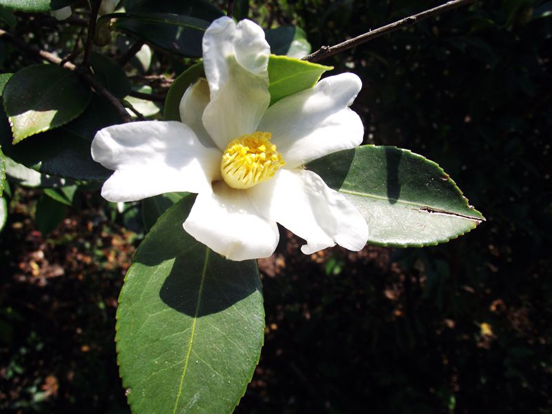 dscf5168.jpg