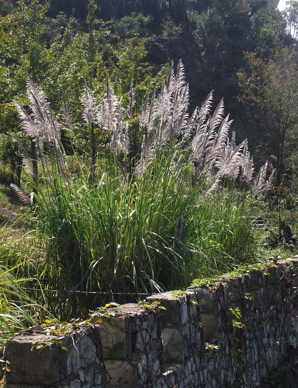 dscf5141.jpg