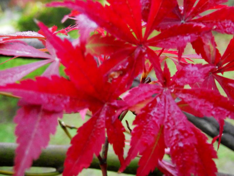 dscf0115.jpg