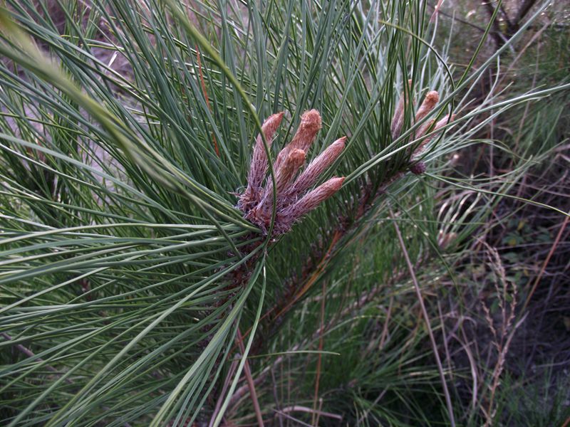 dscf0290.jpg