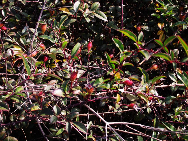dscf0304.jpg