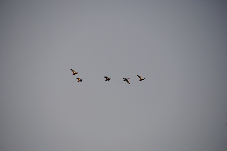 dsc_0148_.jpg