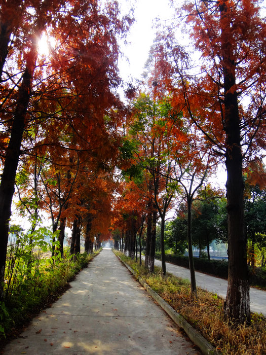 dsc04887.jpg