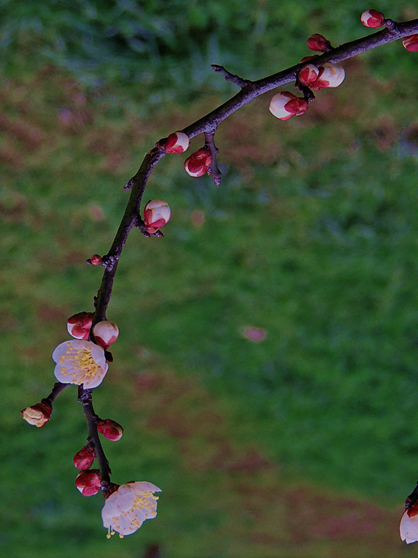 Ƭ 055_.jpg
