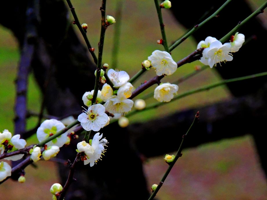 dscn2210.jpg