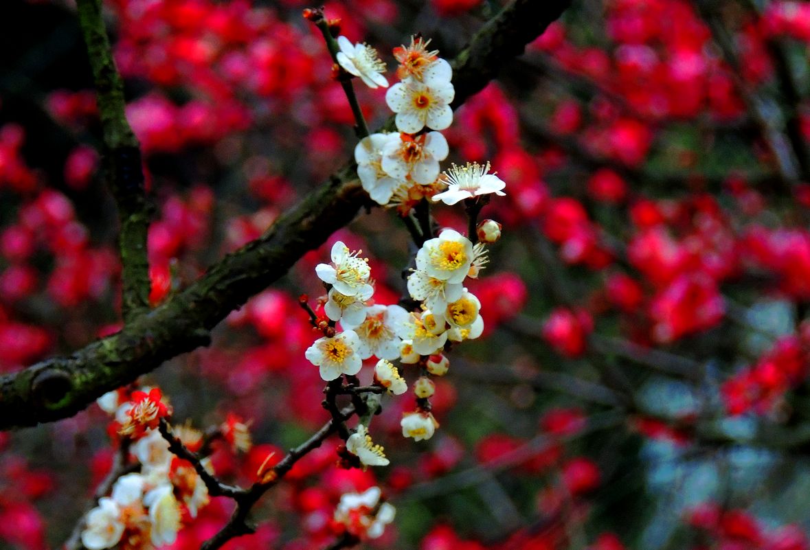 dscn2182.jpg