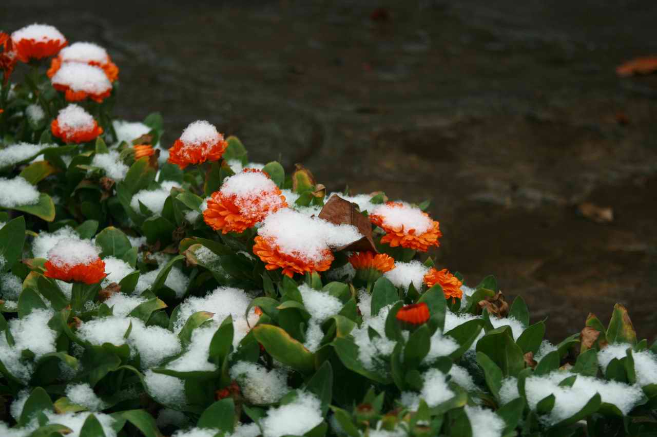 Ƭ 077.jpg