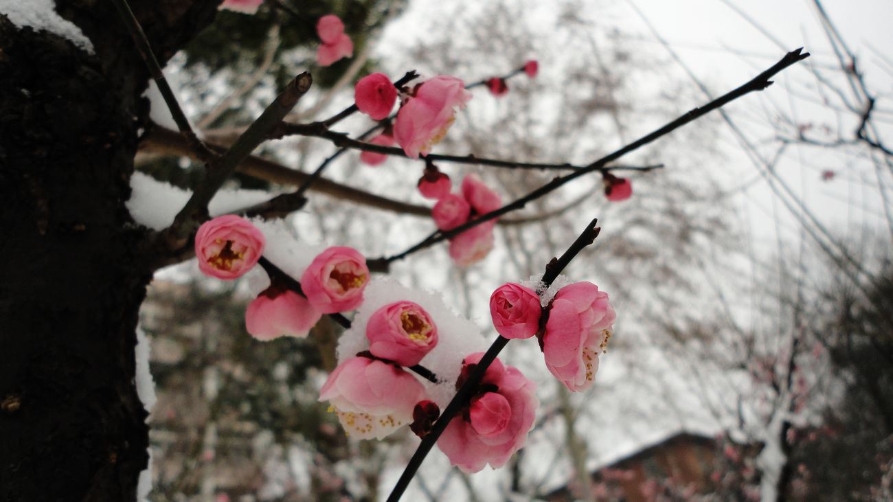 neo_img_dsc01343.jpg
