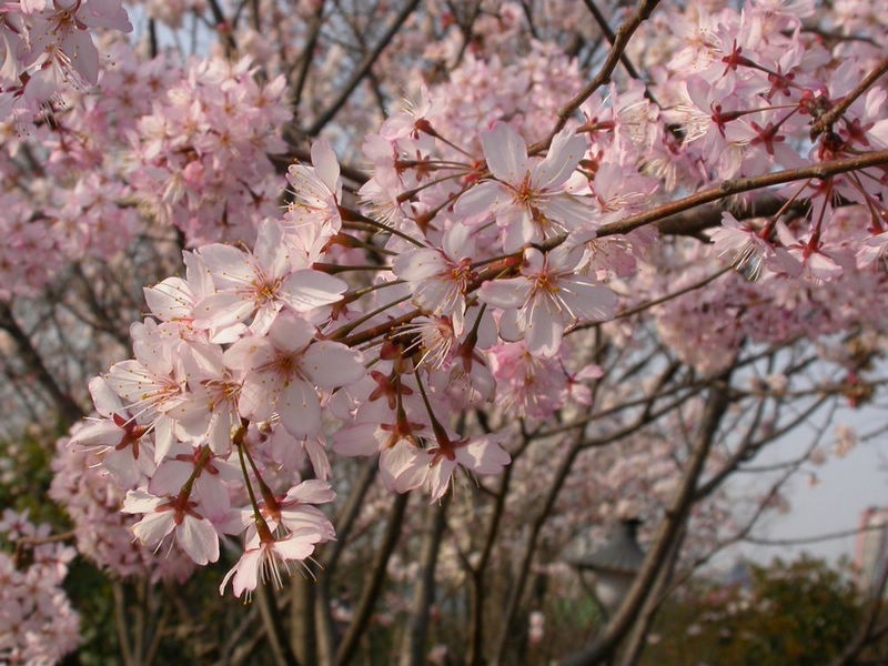 dscn8894.jpg