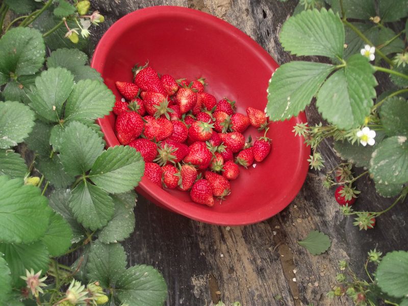 dscf8127.jpg