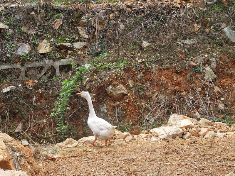 dscf8179.jpg