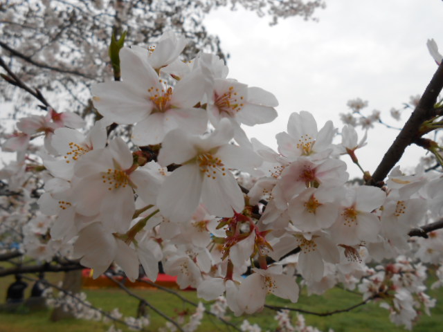 dscn0115.jpg