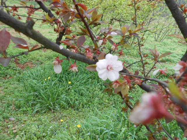 dscn0135.jpg