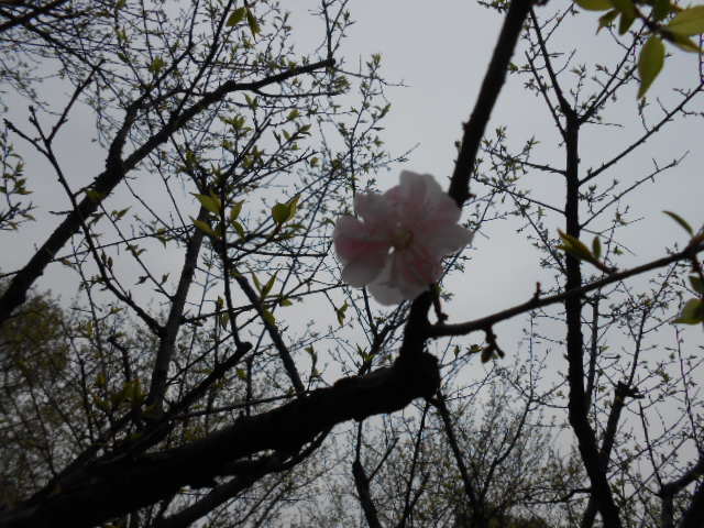 dscn0138.jpg