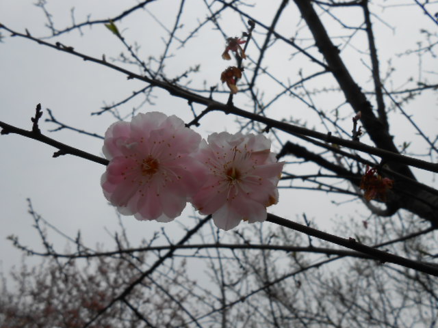 dscn0140.jpg