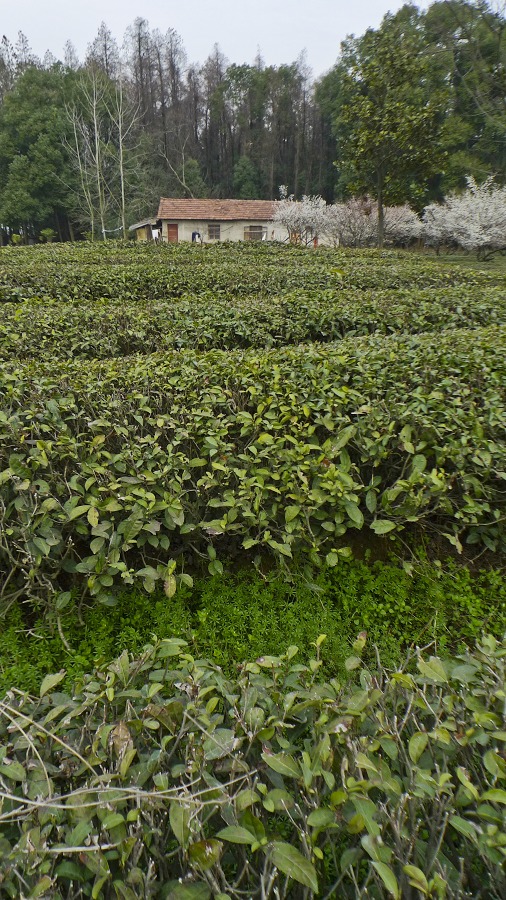p1110663.jpg