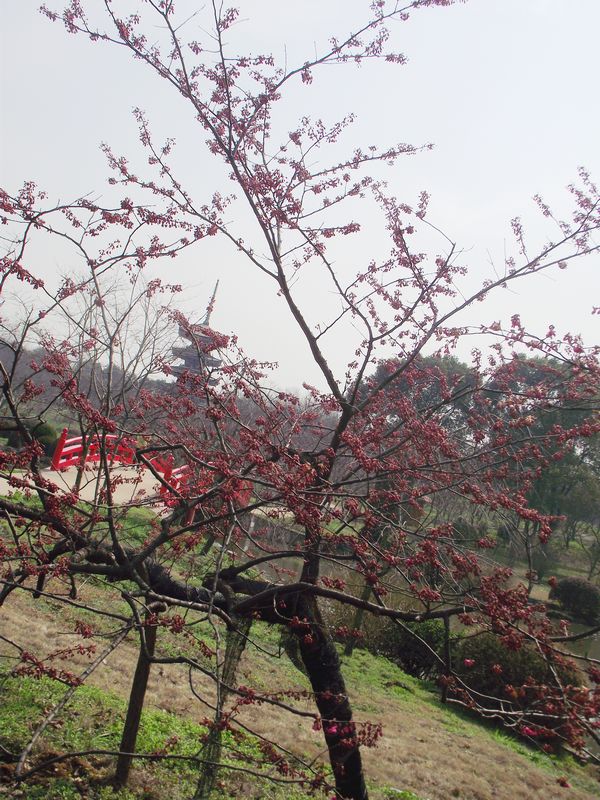 dscf8178.jpg